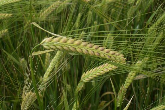 Hordeum vulgare - Hordeum sativum
